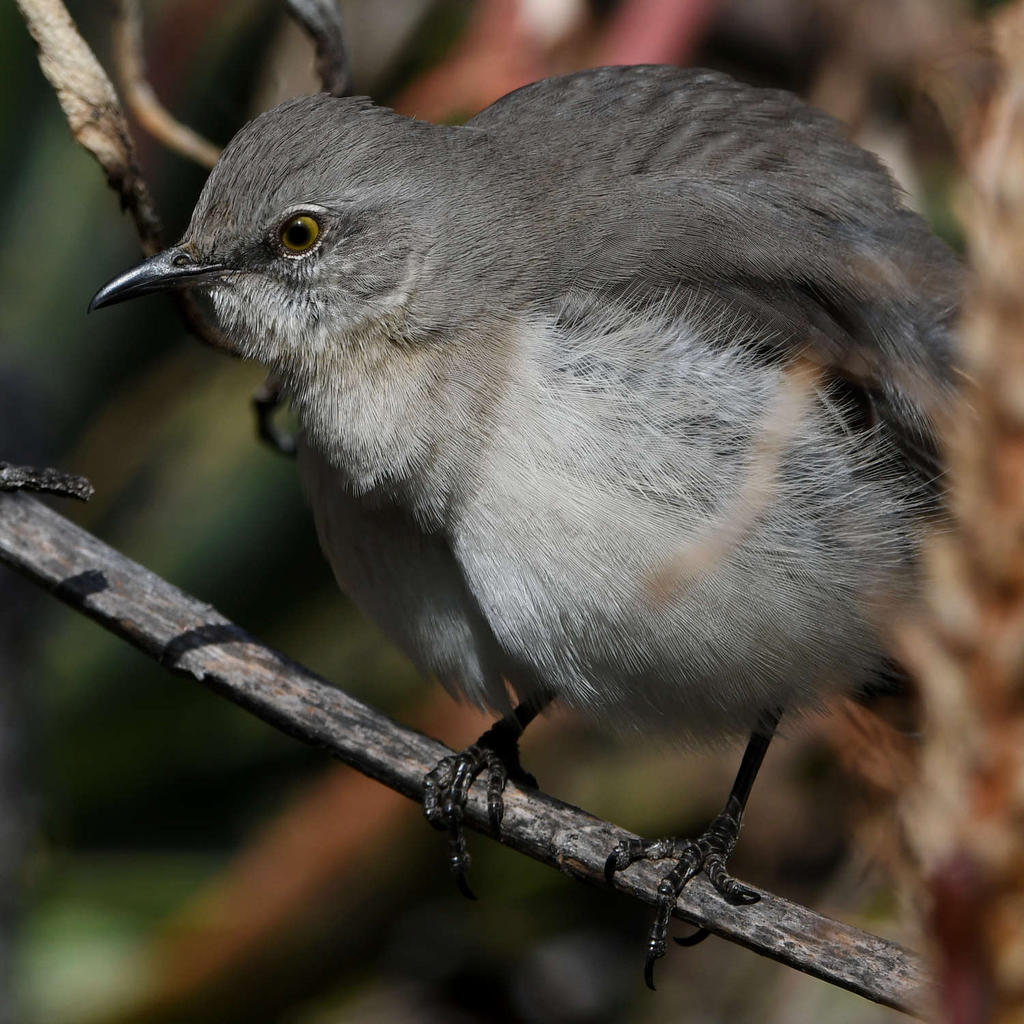 Mockingbird9.jpg