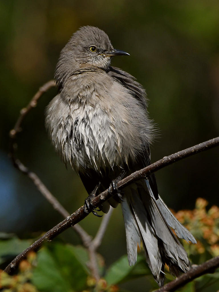 Mockingbird9.jpg