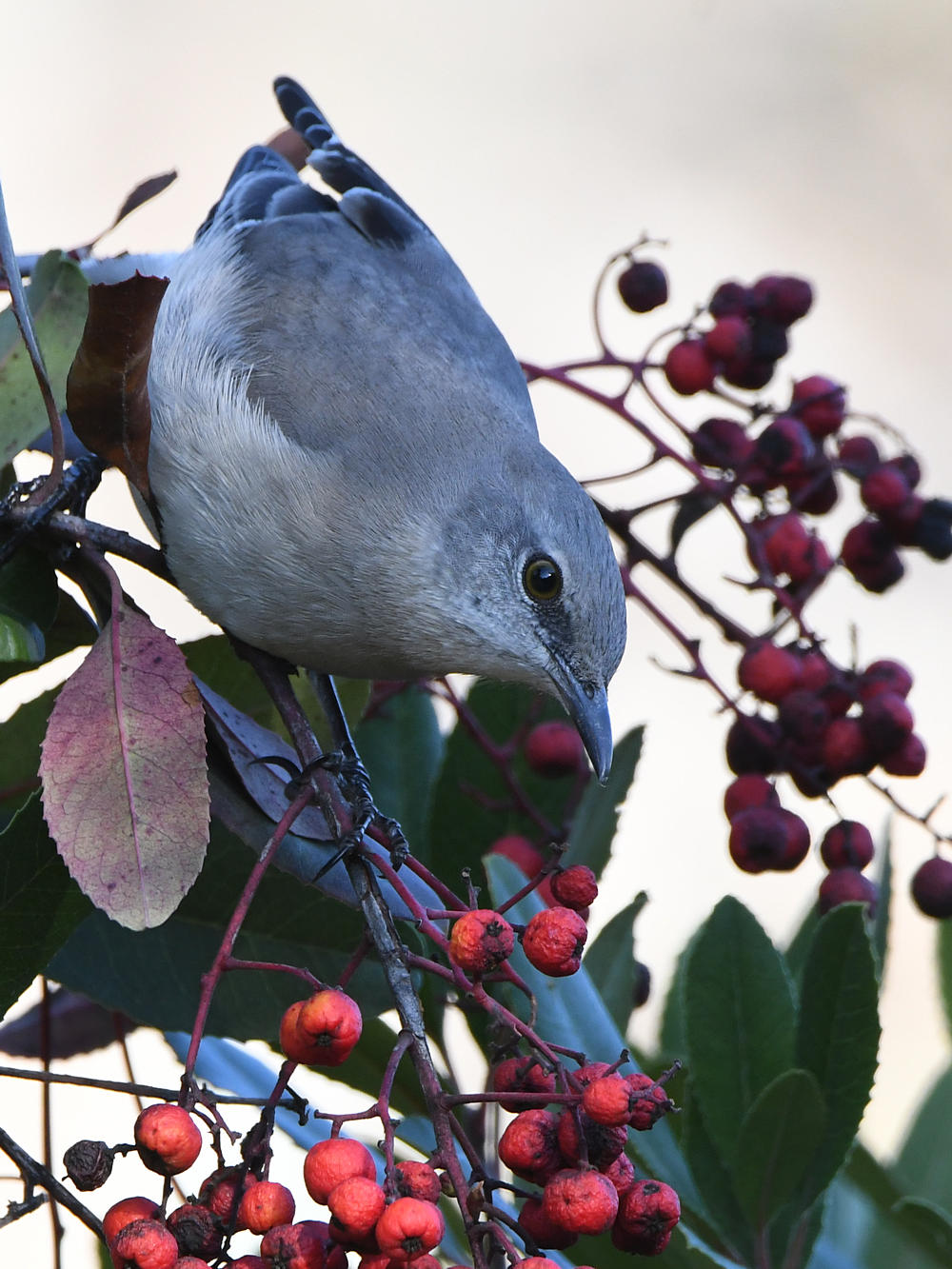 Mockingbird9.jpg