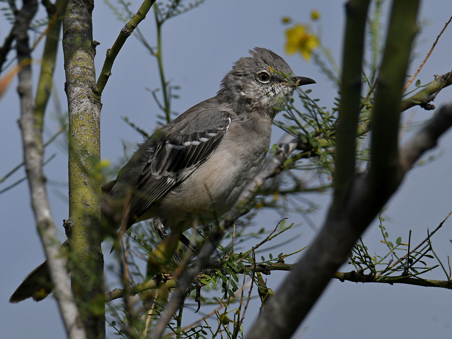 Mockingbird9.jpg