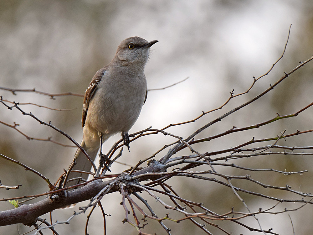 Mockingbird_2015_03_19.jpg