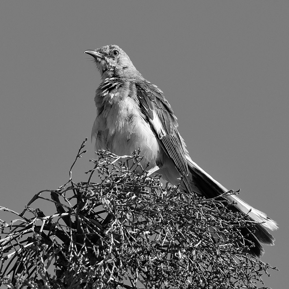 MockingbirdBW.jpg