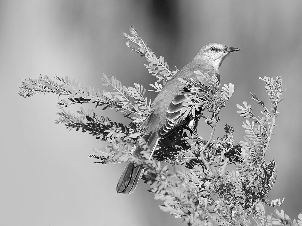 MockingbirdBW.jpg