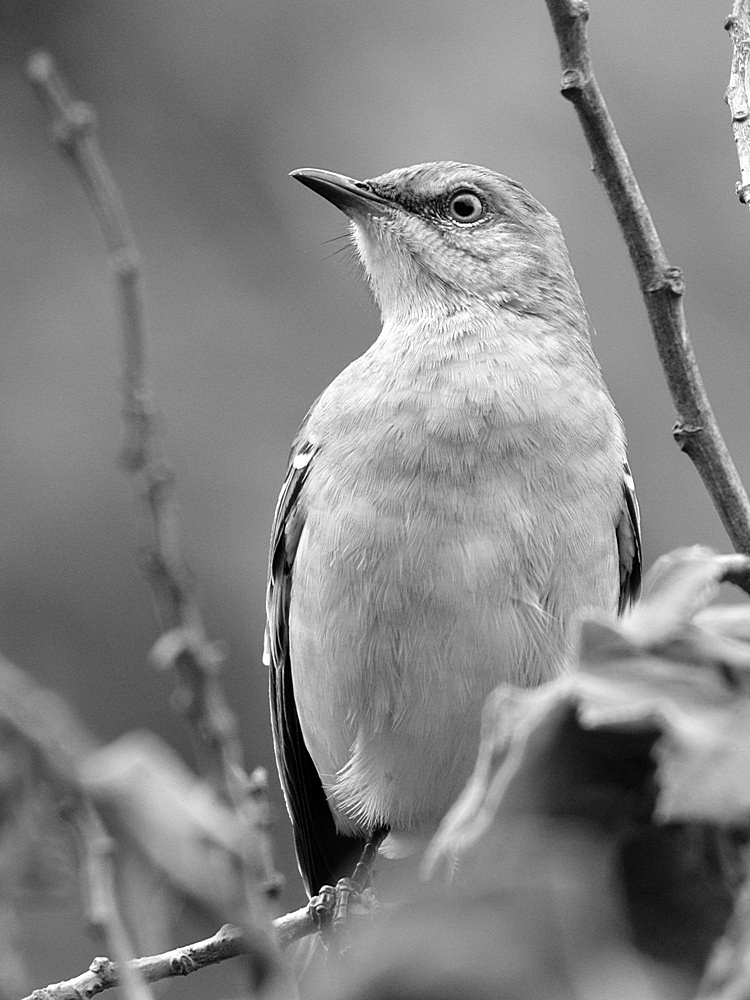 MockingbirdBW.jpg