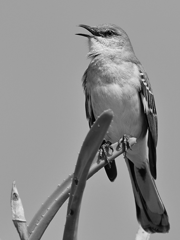 MockingbirdBW.jpg