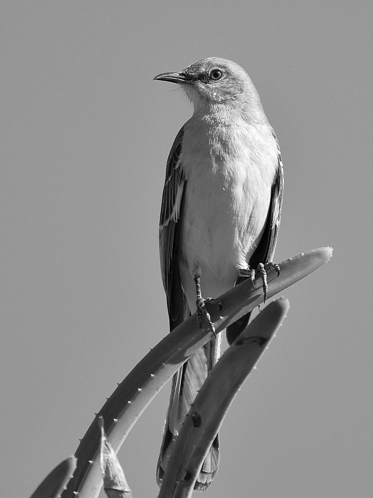 MockingbirdBW.jpg