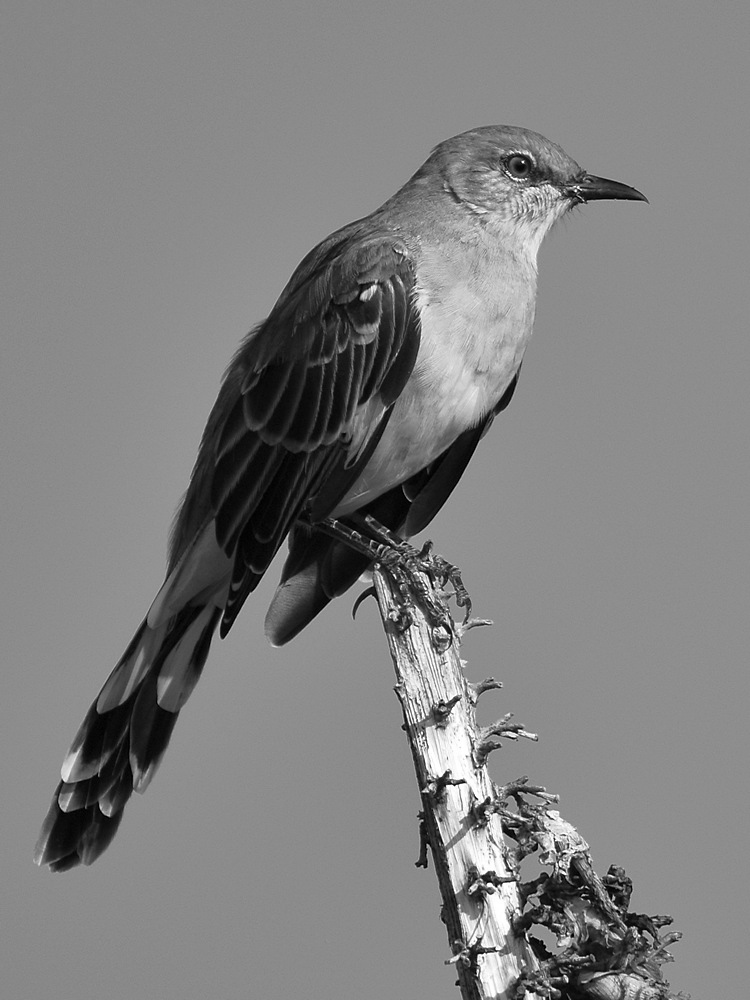 MockingbirdBW.jpg