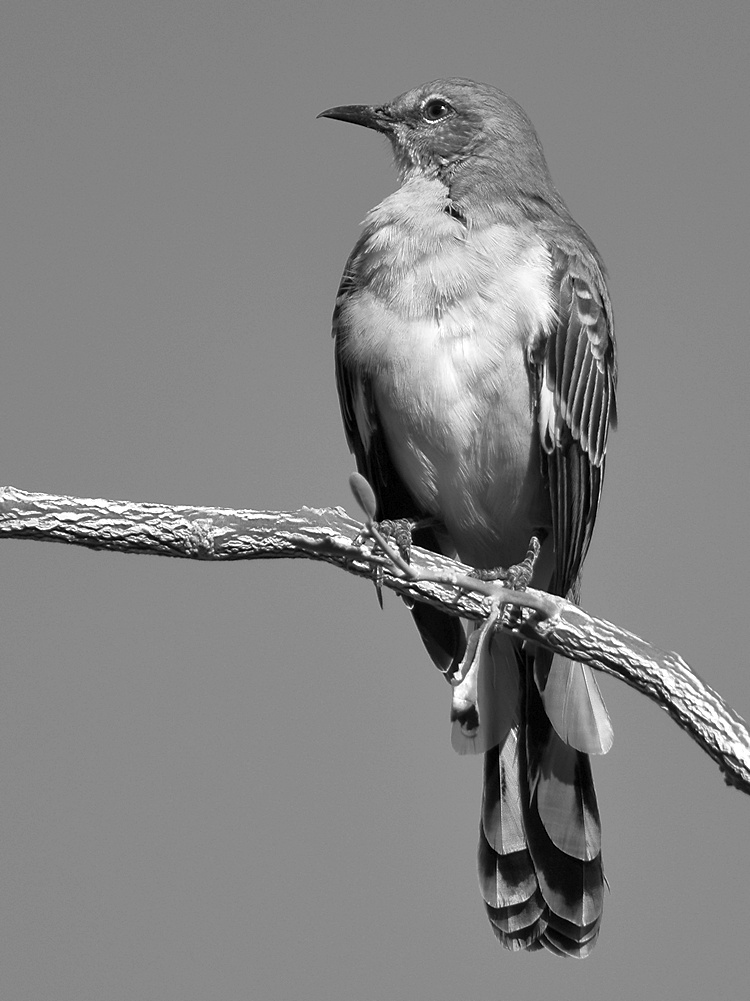 MockingbirdBW.jpg