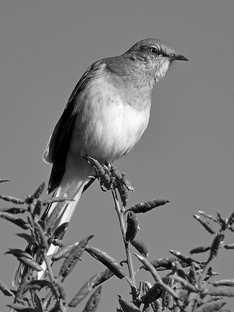 MockingbirdBW.jpg