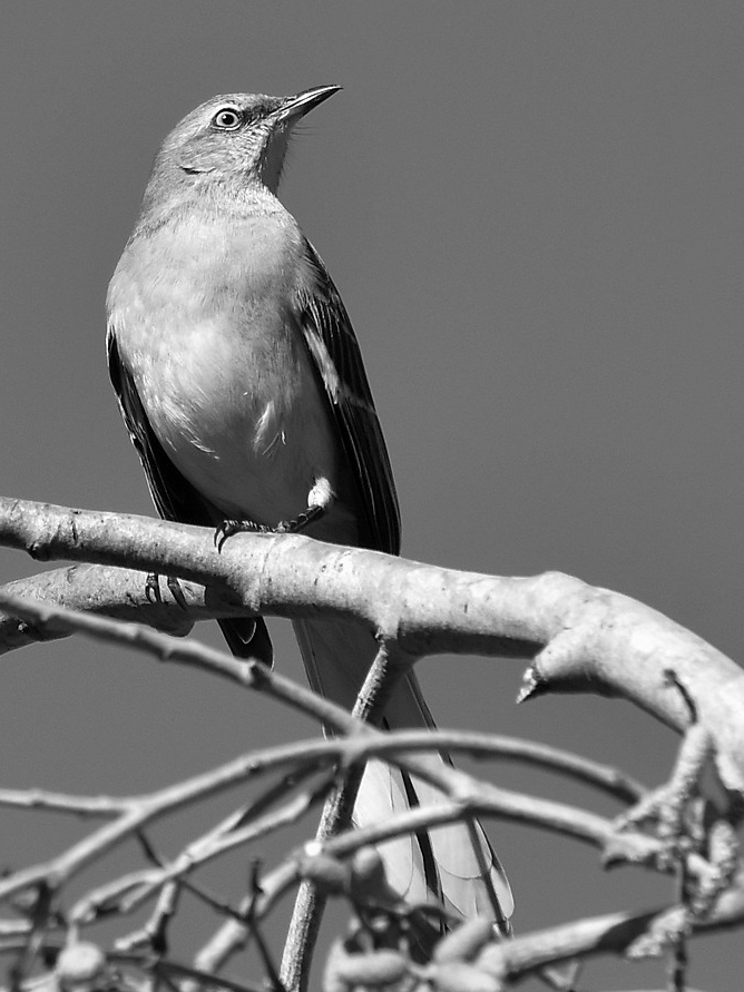 MockingbirdBW.jpg
