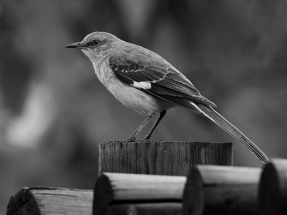 MockingbirdBW.jpg