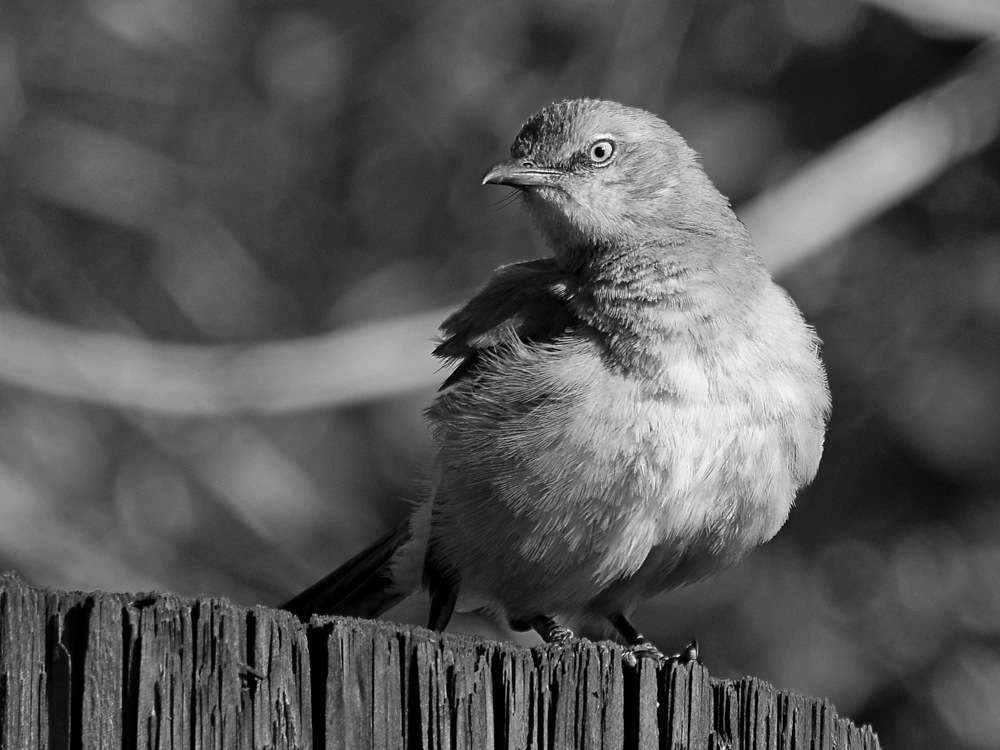 MockingbirdBW2.jpg