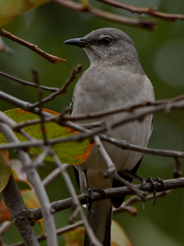 Mockingbirds2.jpg
