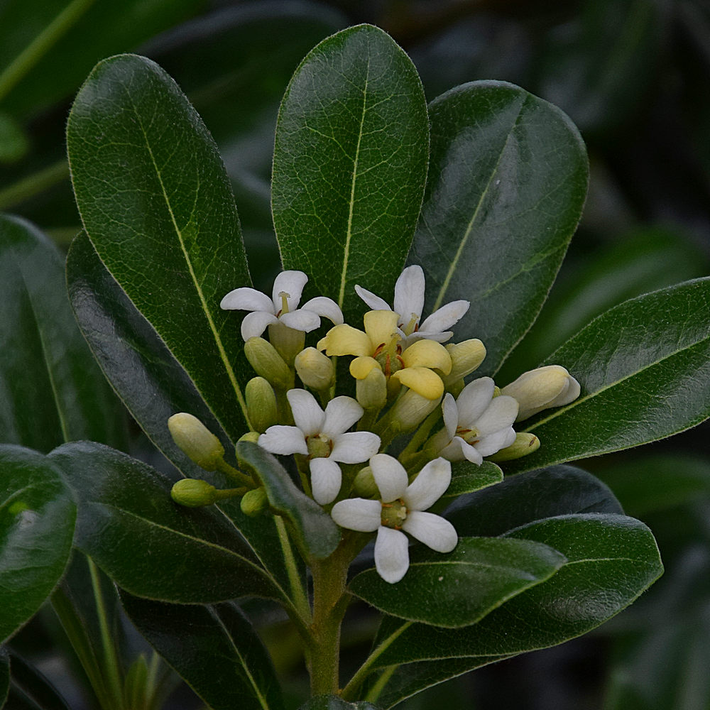 MockOrange.jpg
