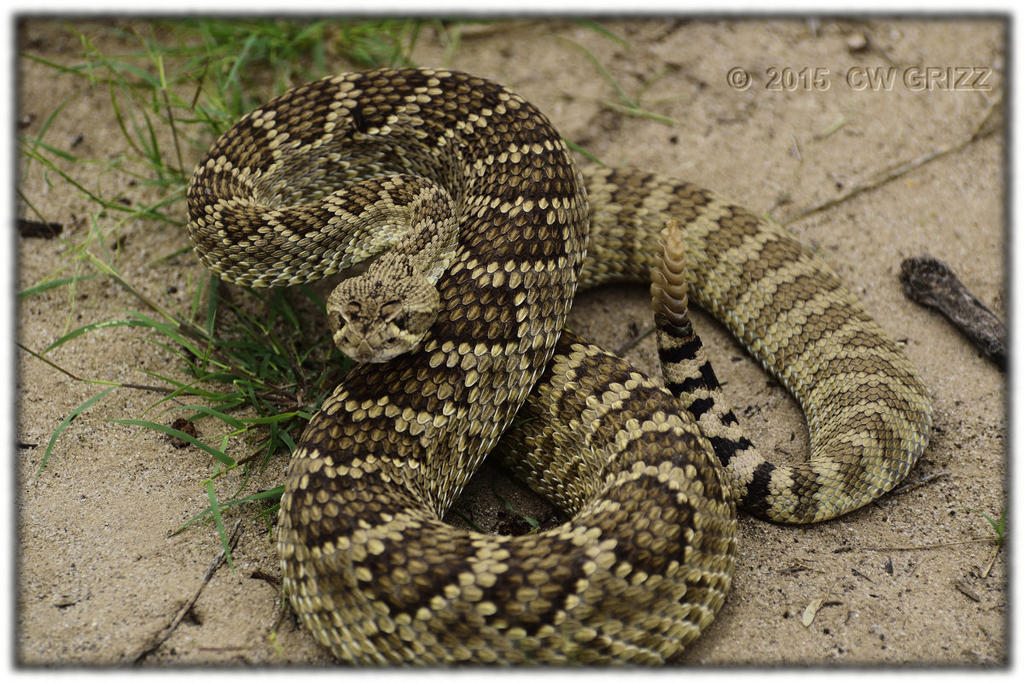 mojave-rs5-cr.jpg