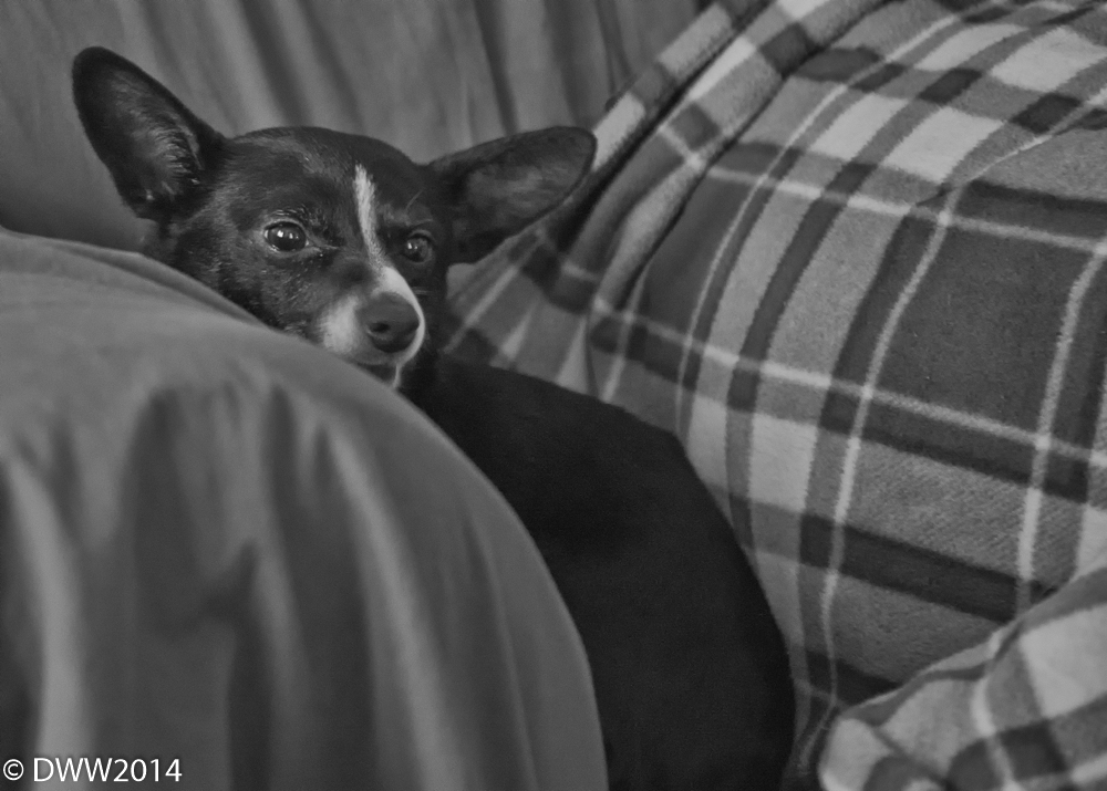 Molly Sue (1 of 1).jpg