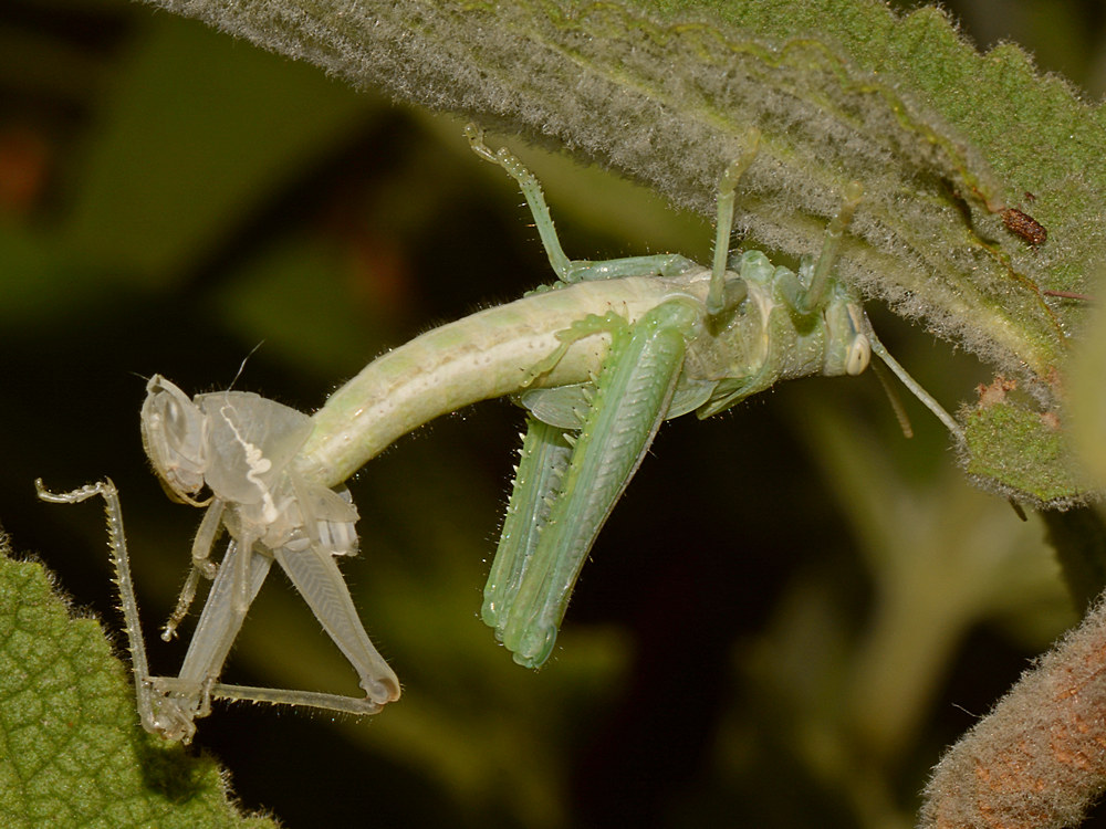 Molting.jpg