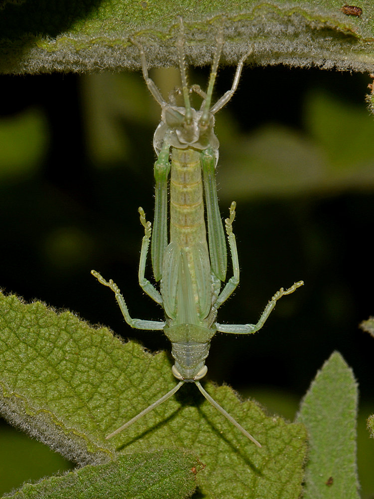 Molting2.jpg