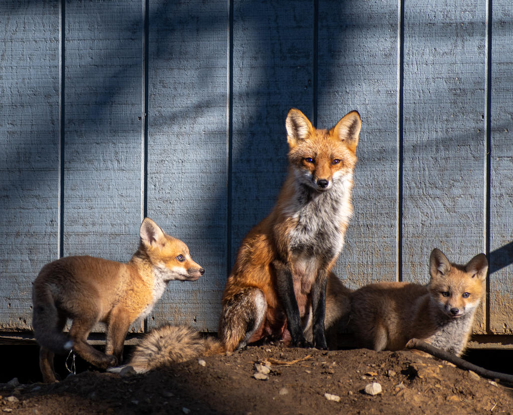Mom and 2 kits (1 of 1).jpg
