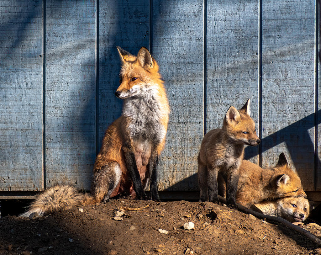 Mom and 3 kits (1 of 1).jpg