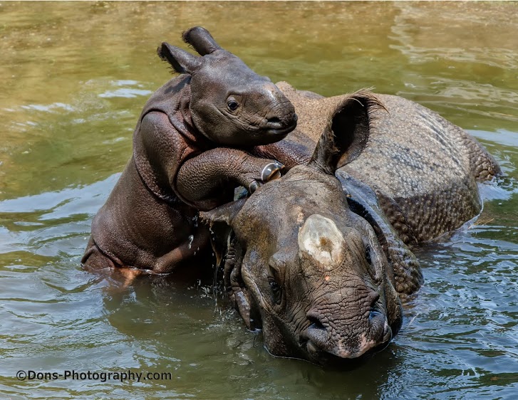 Mom_baby_Rhino.jpg