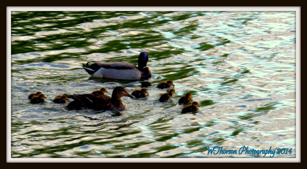 Momma, Daddy, and Baby Ducks.jpg