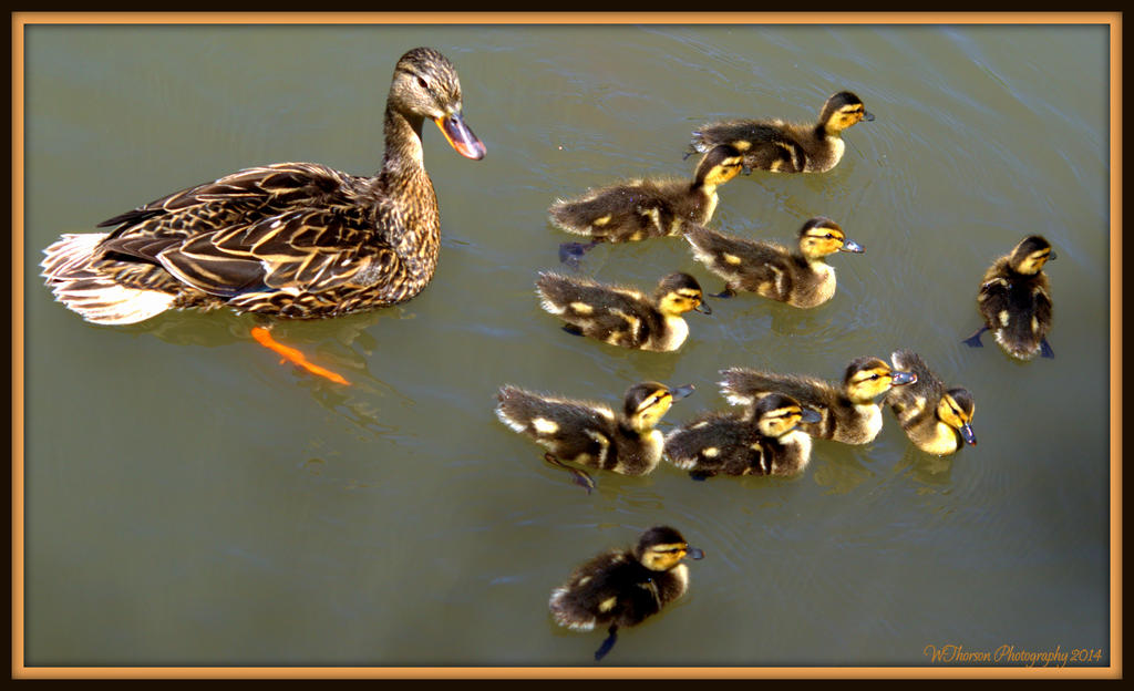 Momma Duck and her 10 Ducklings.jpg