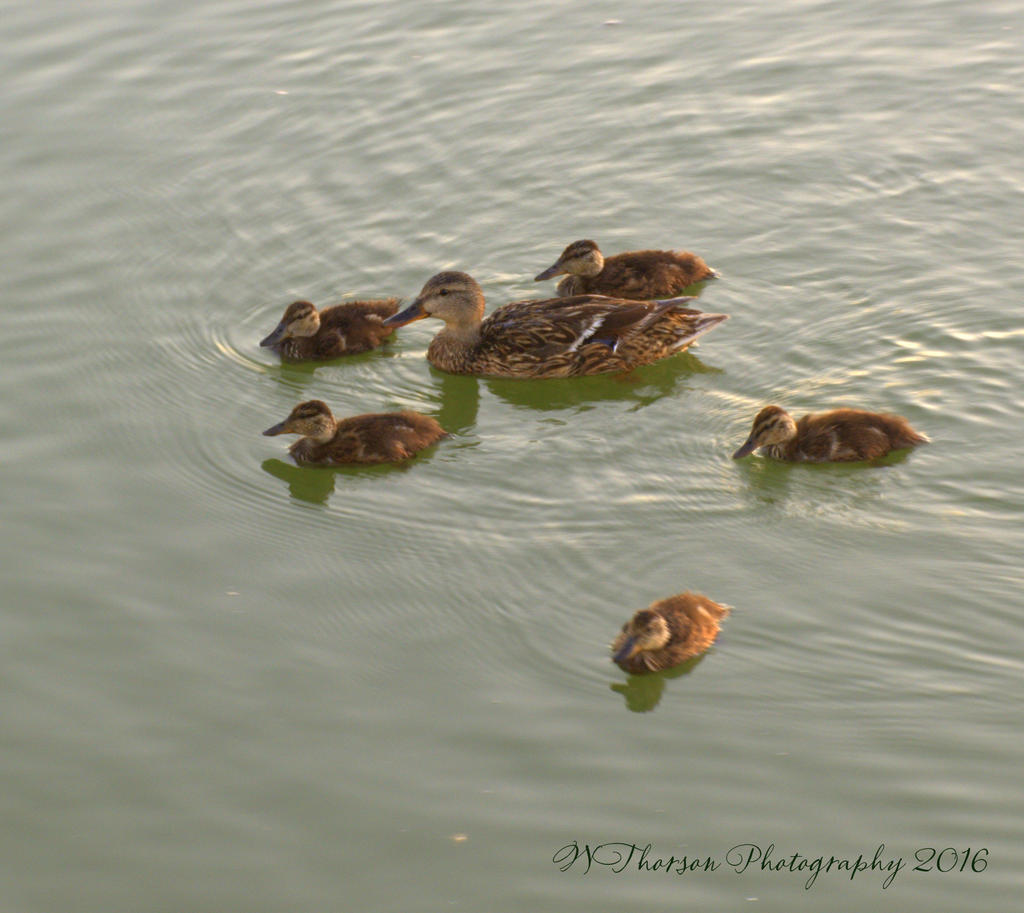 Momma Duck and Her Five Ducklings 7-26-2016.jpg