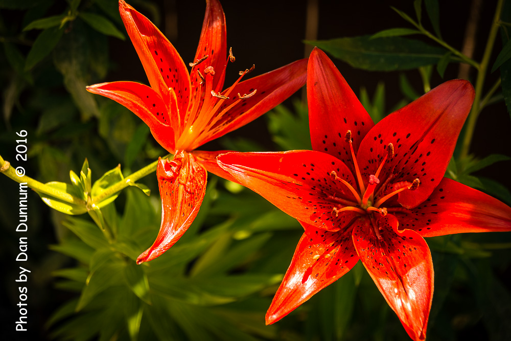 Mom's Flowers-8873.jpg