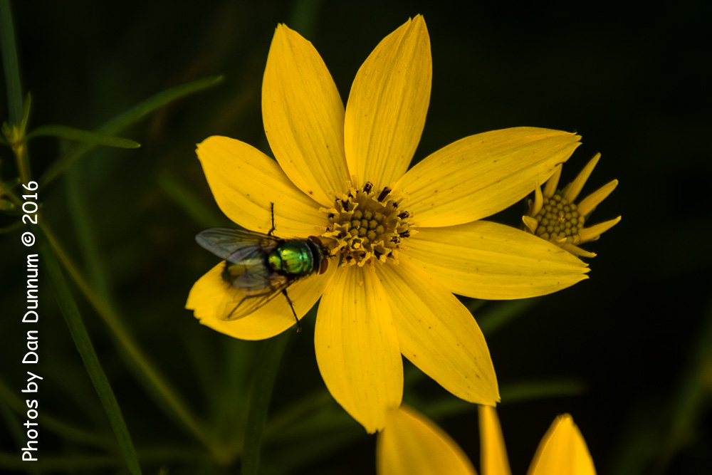 Mom's Flowers-8876.jpg