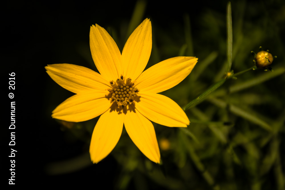 Mom's Flowers-8878.jpg