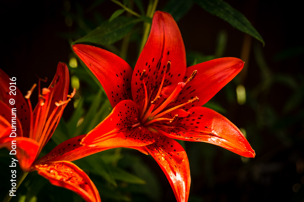 Mom's Flowers-8886.jpg