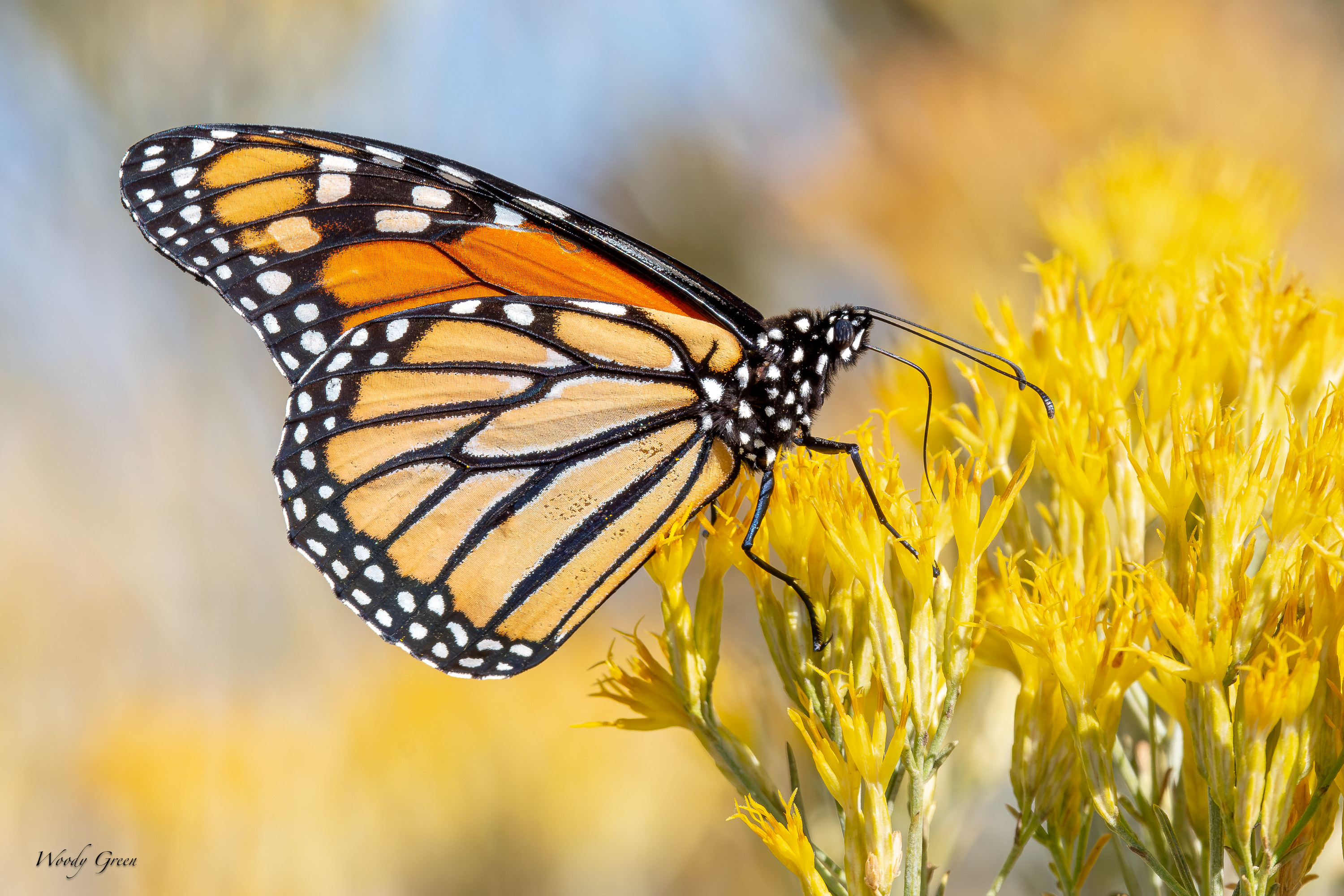 Monarch-753.jpg
