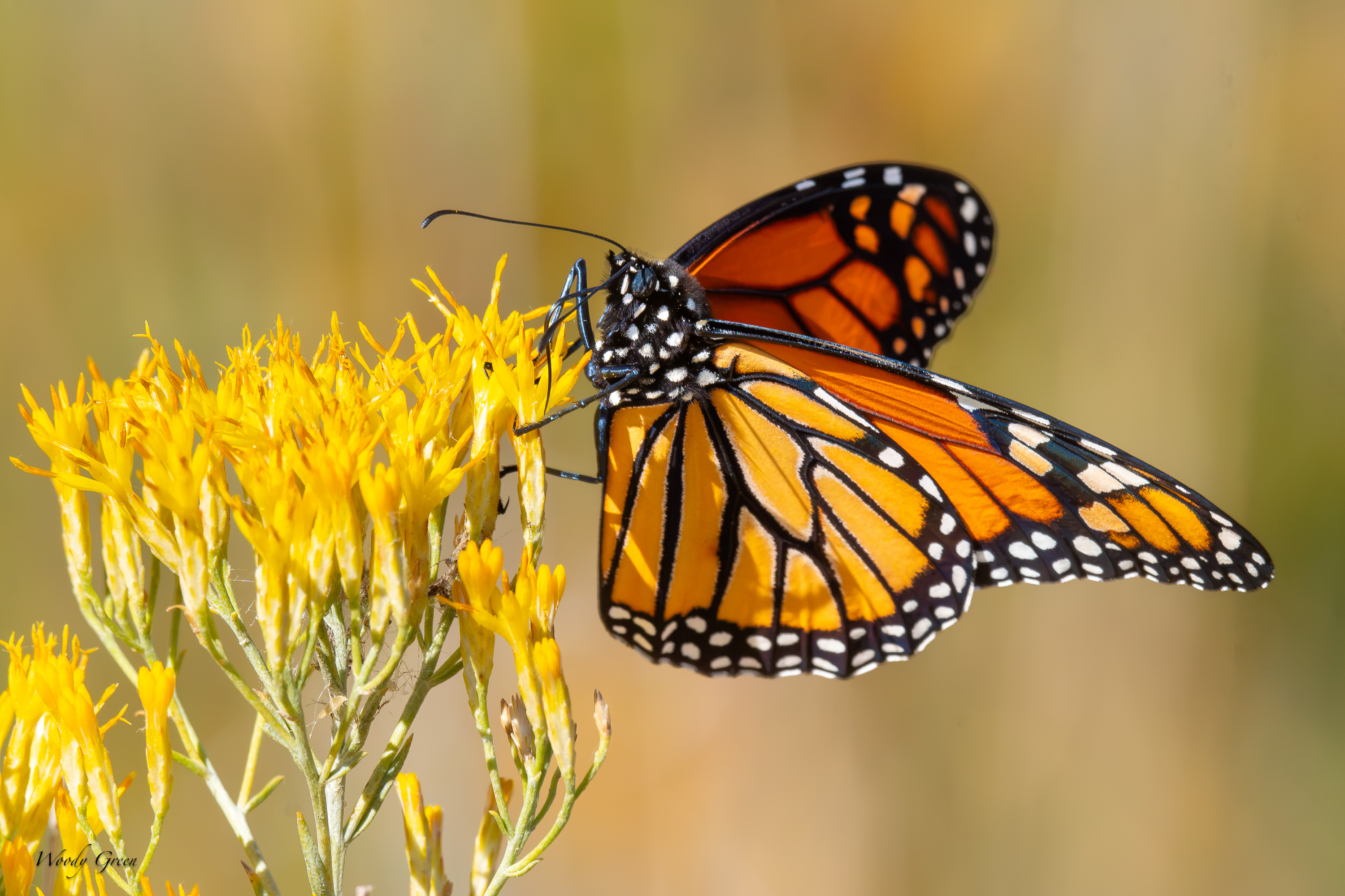 Monarch-755.jpg