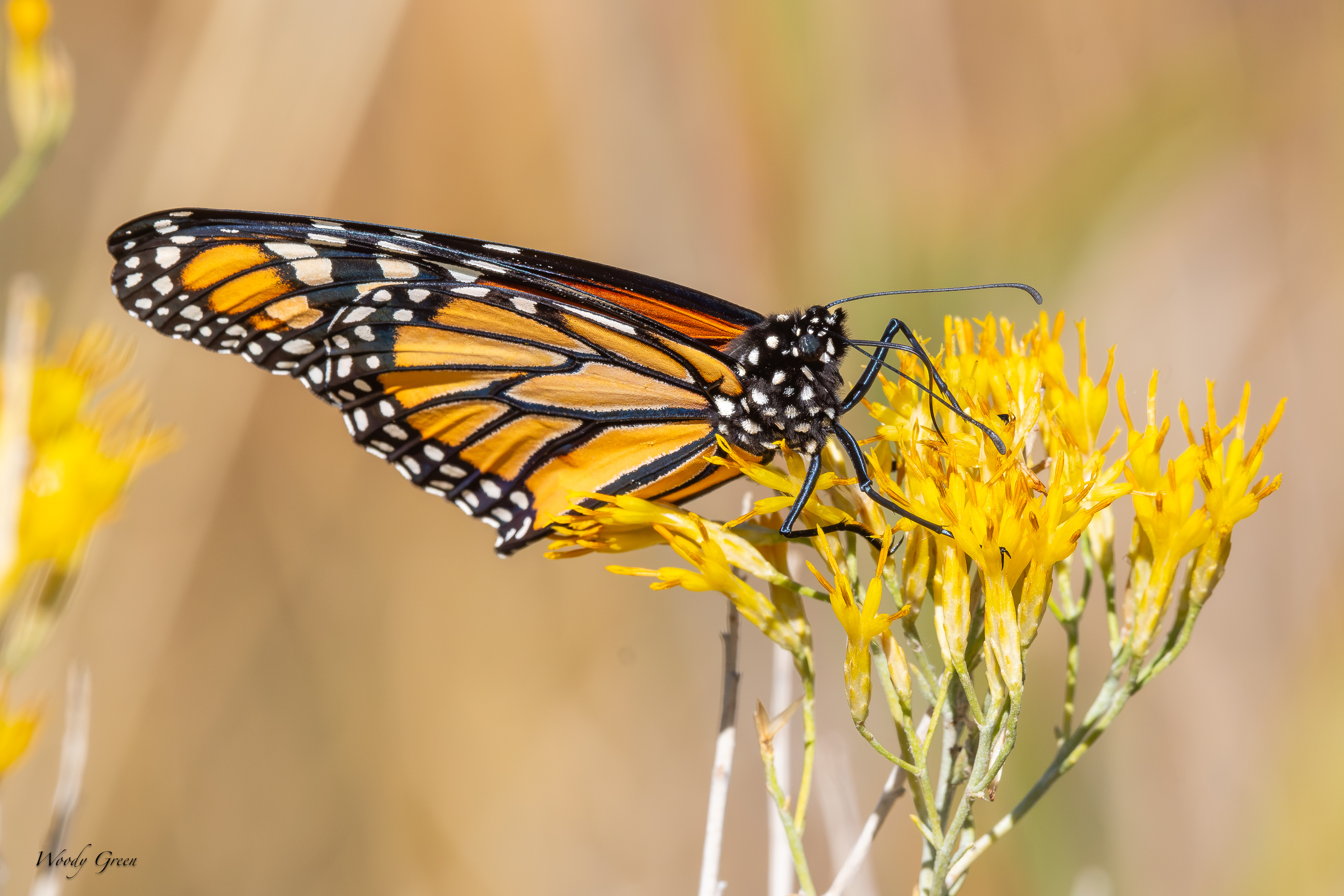 Monarch-756.jpg