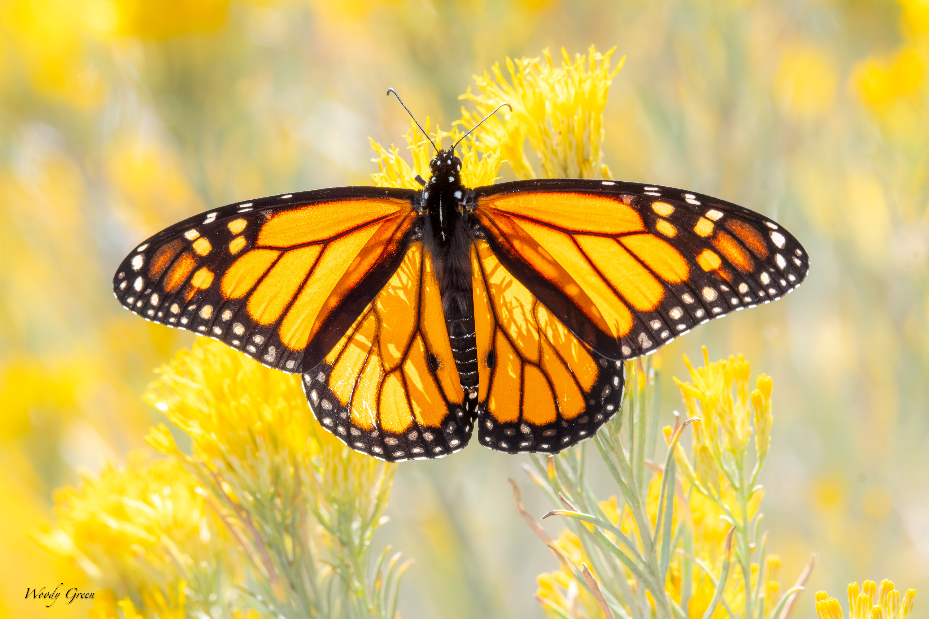 Monarch-757.jpg