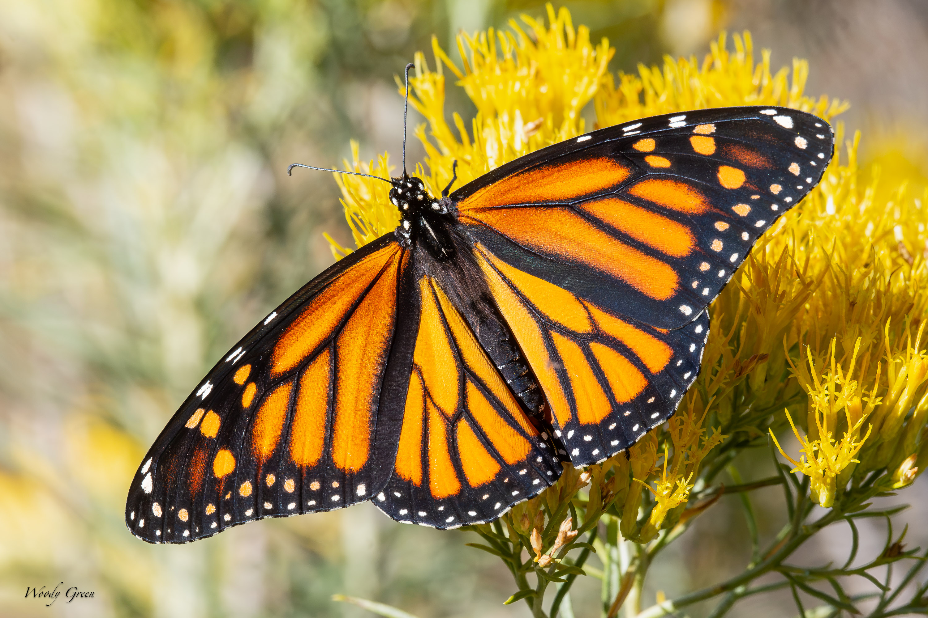 Monarch-759.jpg