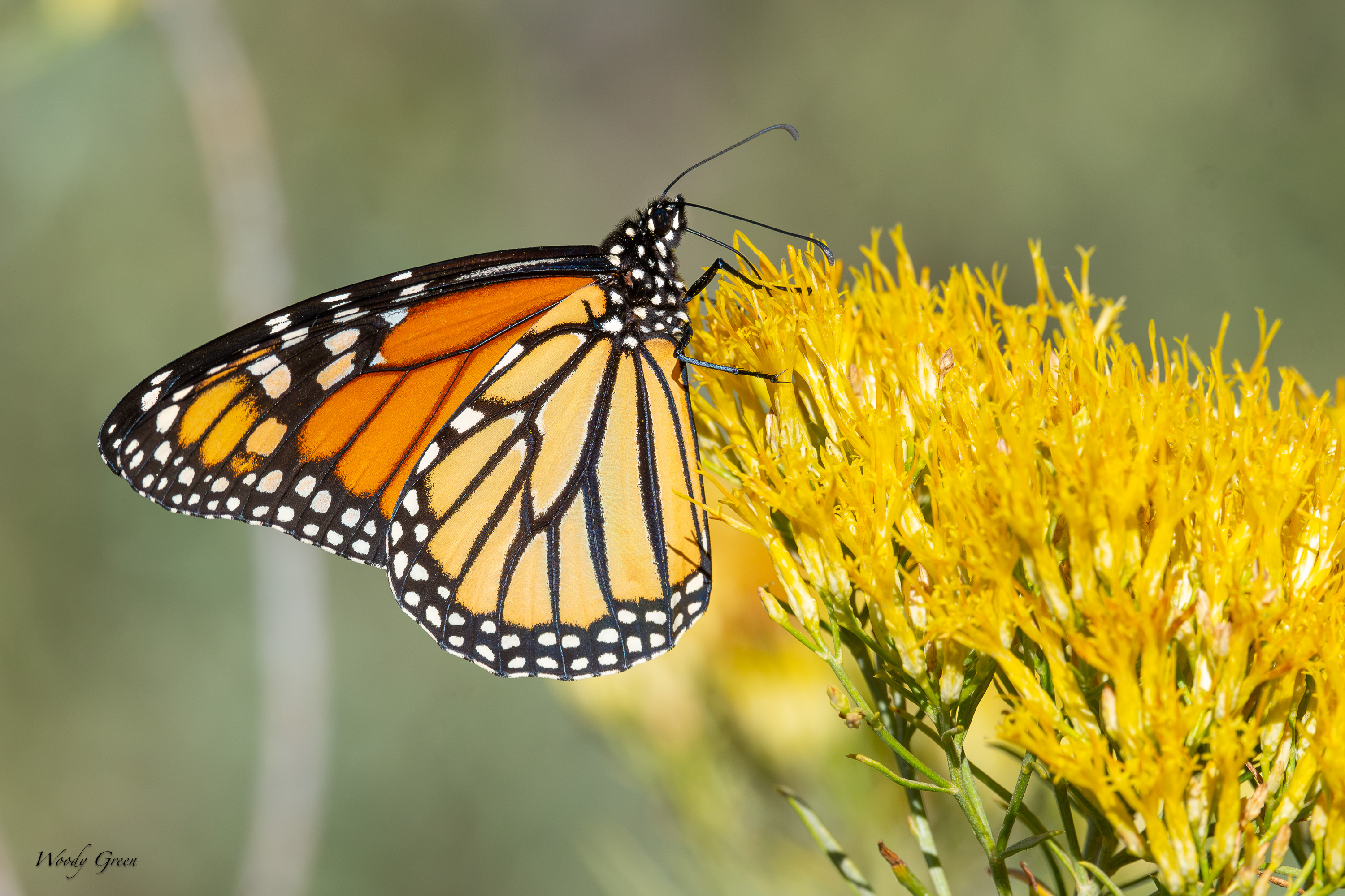 Monarch-760.jpg