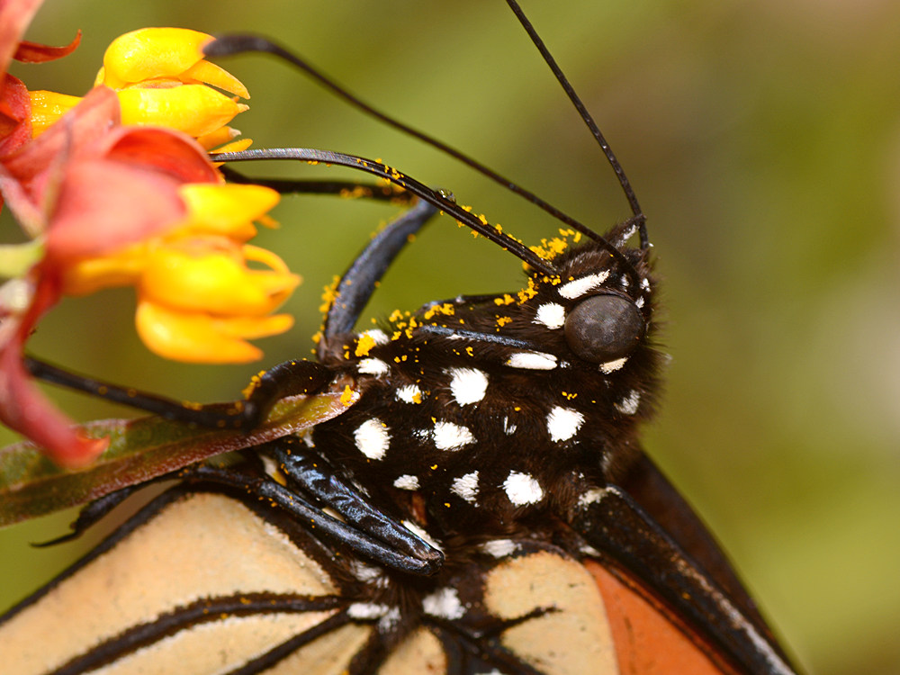 Monarch.jpg