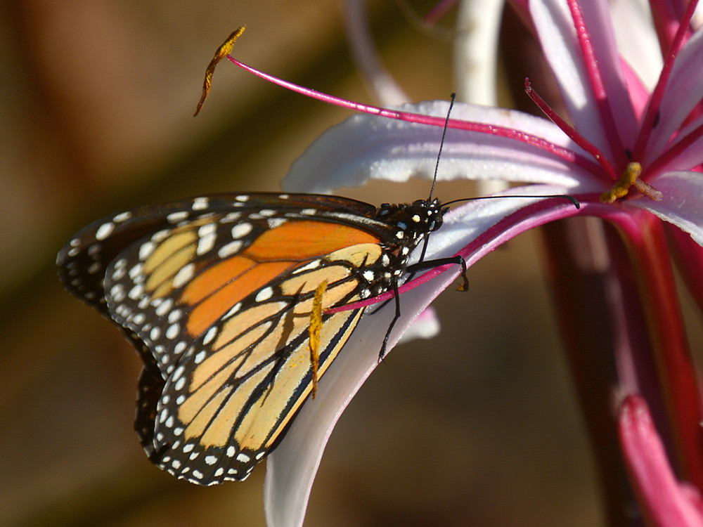 Monarch.jpg