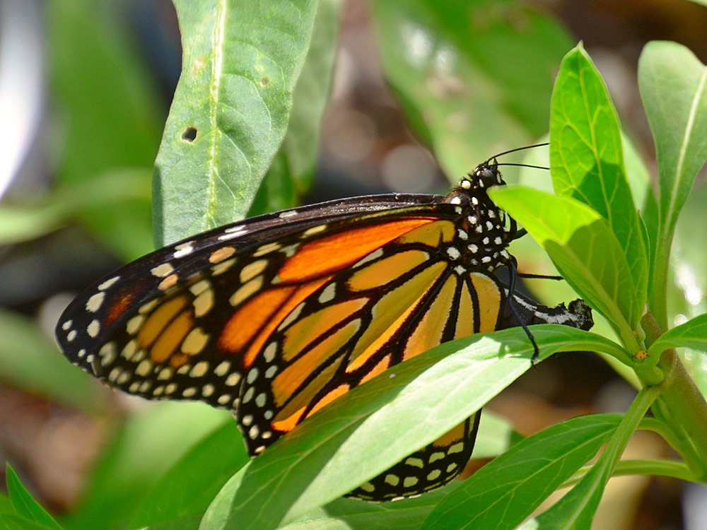 Monarch.jpg