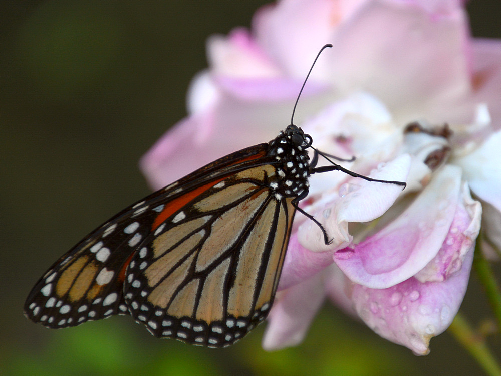 Monarch.jpg