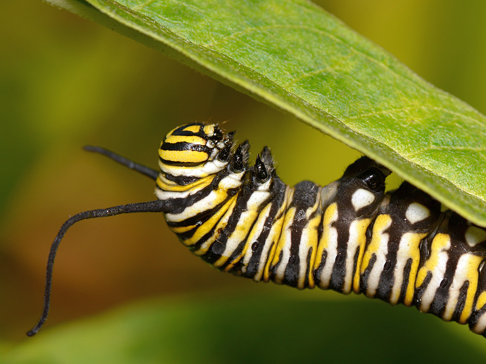Monarch.jpg