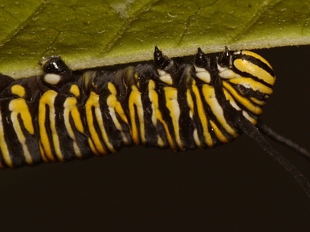 Monarch.jpg