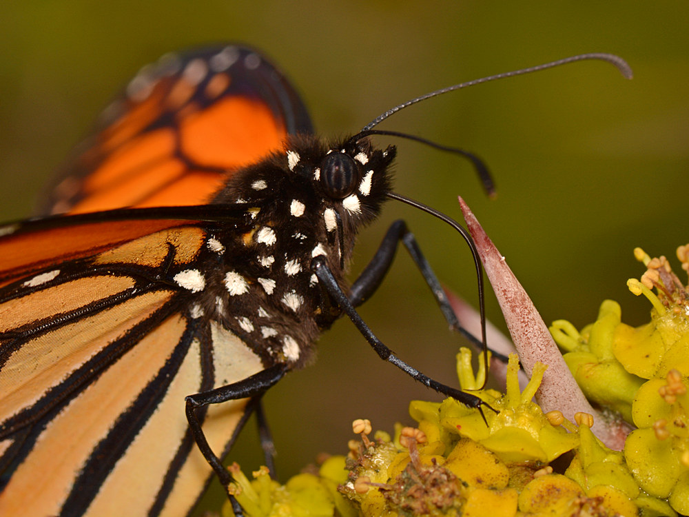 Monarch.jpg