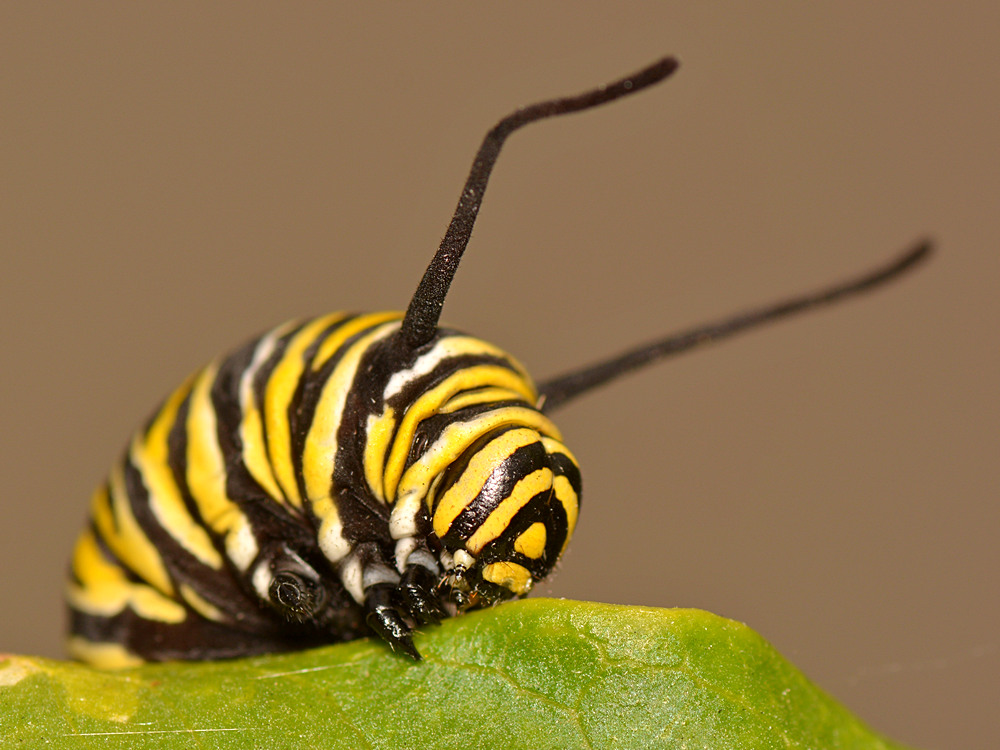 Monarch.jpg