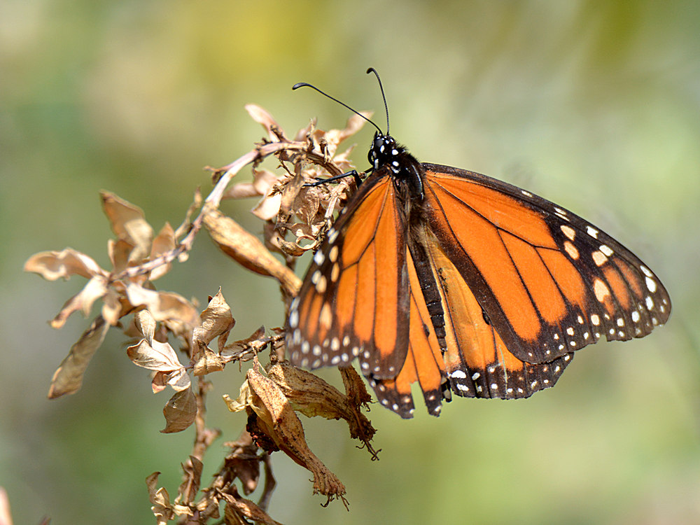 Monarch.jpg