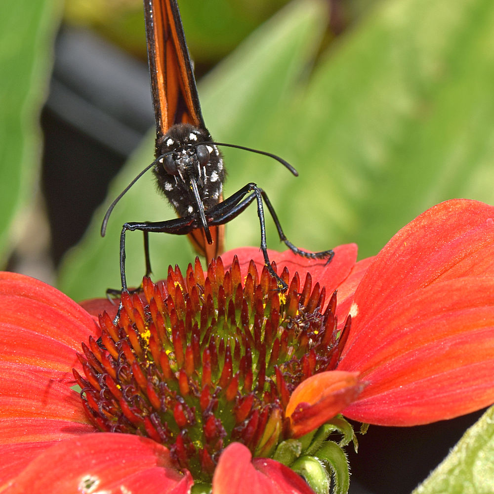 Monarch.jpg