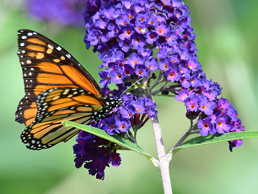 Monarch.jpg