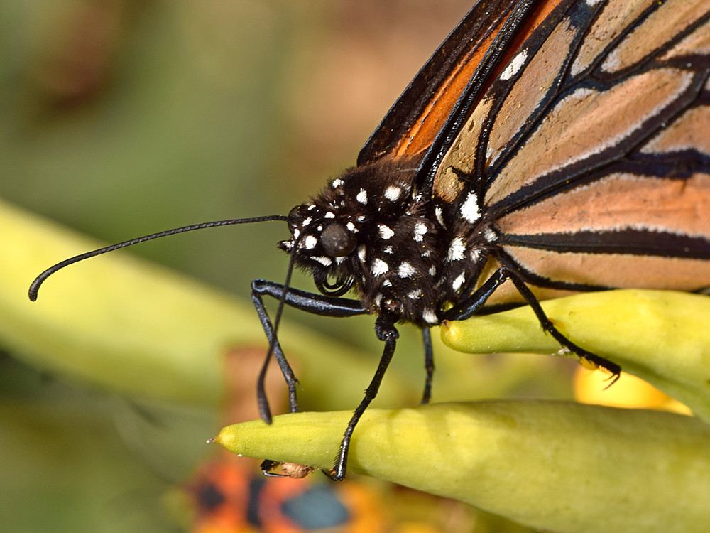 Monarch.jpg